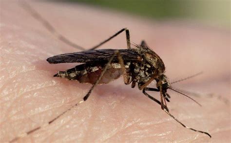 Blog How Dangerous Are Mosquitoes In Orange County