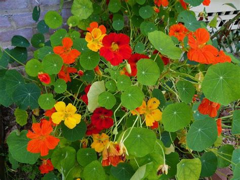 Garden Nasturtiums: Plant Care and Collection of Varieties - Garden.org