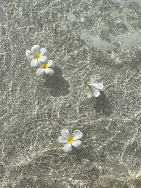 Three Small White Flowers Floating On Top Of The Sand At The Ocean S Edge