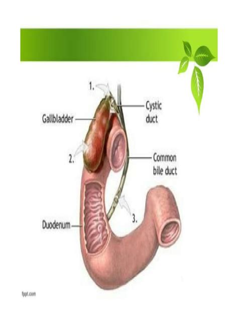 Acute Vs Chronic Cholecystitis Pdf