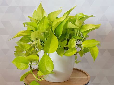 Epipremnum Aureum Pothos Neon Jiffy Plants