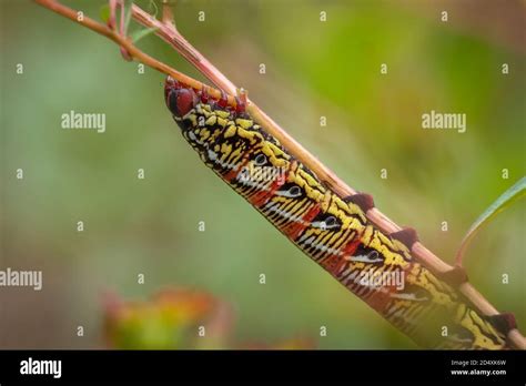 Profile View Of A Banded Sphinx Eumorpha Fasciatus Caterpillar