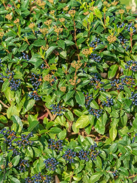 Viburnum Tinus Le Laurier Tin Viorne Tin Ou Laurentin Un Petit