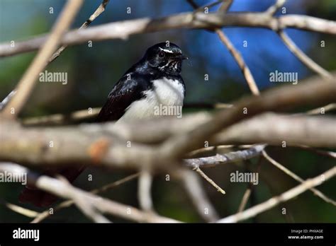 Queensland Willie Wagtail High Resolution Stock Photography And Images