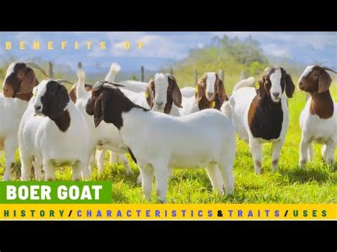 Boer Goats History Of The Goat Breed Characteristics And Traits