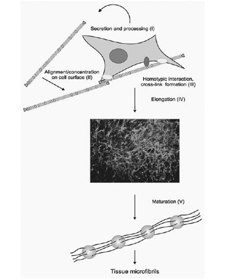 Assembly of Microfibrils - Madame Curie Bioscience Database - NCBI ...