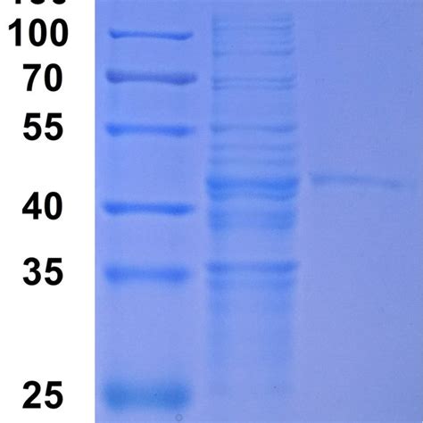 Sds Page Analysis Of The Recombinant Xyndrty Produced By E Coli Bl