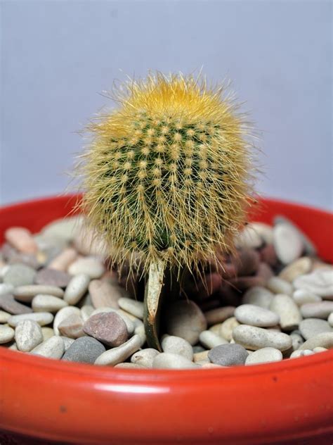 Plantas Do Cacto Em Uns Potenci Metros Isolados No Fundo Branco Foto De