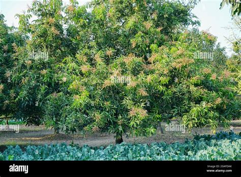 Mangifera Indica Commonly Known As Mango A Species Of Flowering Plant