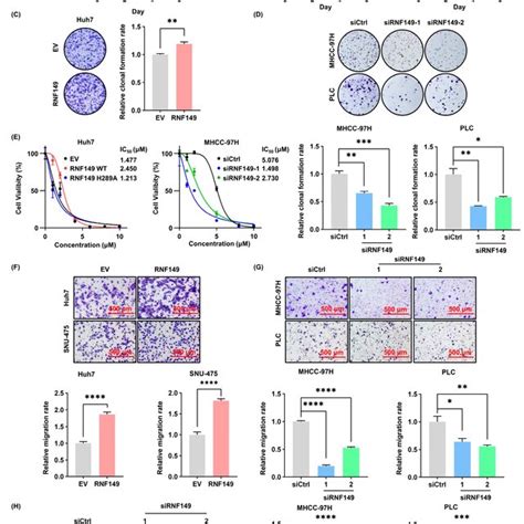 Rnf149 Promotes Hcc Cell Proliferation Migration And Invasion A