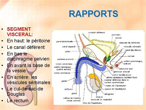 Les Ureteres Dr Chenafa Service Danatomie Normale Chu