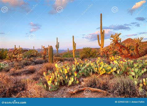 Sonoran Desert Stock Photo - Image: 22955120