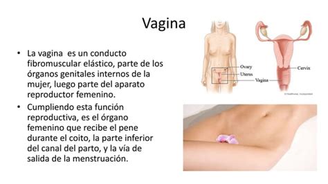 Cancer De Vagina Y Vulva PPT