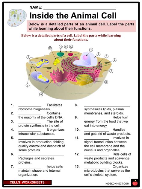 Parts Of The Cell Worksheets