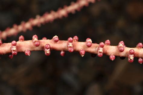 Heterospathe Cagayanensis Arecaceae Image At Phytoimages Siu Edu