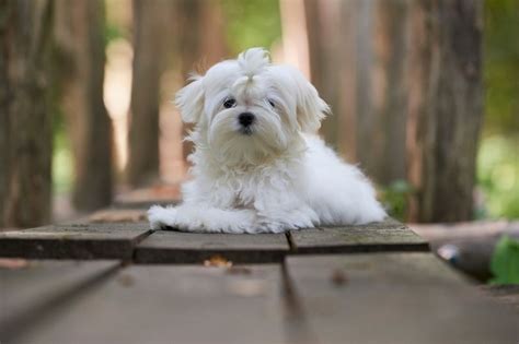 15 Calm Small Dog Breeds