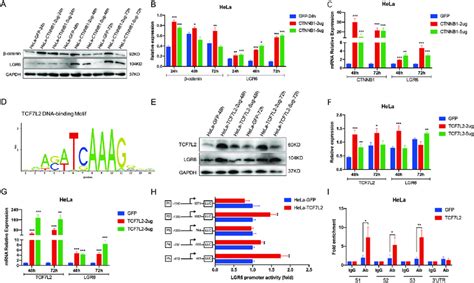 Tcf L Promotes Lgr Expression By Directly Binding To The Promoter Of