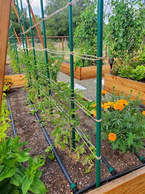 How To Make The Best Diy Tomato Trellis Stake Weave Hybrid Tomato