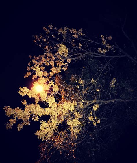 Free Images Tree Branch Light Sky Night Sunlight Leaf Flower