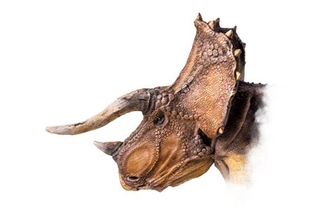 das kopf von triceratops dinosaurier auf isoliert hintergrund