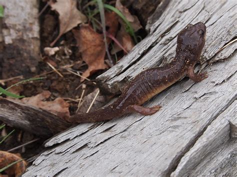 Arboreal Salamander Aneides Lugubris Santa Clara Co Ca Flickr