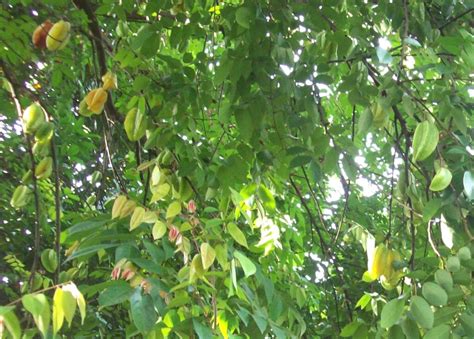 Balimbing: A Starfruit for all Seasons - Philippine Morning Post