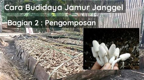 Cara Budidaya Jamur Janggel Untuk Pemula Bagian 2 YouTube