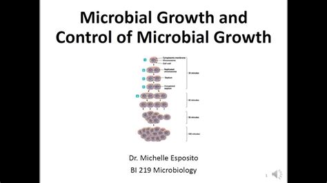 Lecture4 Bi219 Microbial Growth And Control Of Microbial Growth Youtube