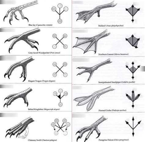 Eccb Lab Exam Toe Arrangement And Foot Adaptations Diagram Quizlet