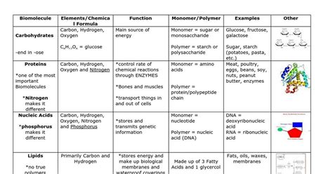 Activity Sheets For Biomolecules