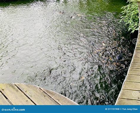 Carp Tilapia And Catfish Compete For Food In Recreational Farm Pond