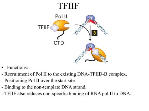 Ppt Transcription Powerpoint Presentation Free Download Id1250140