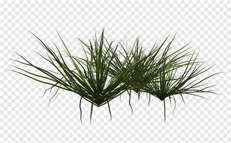 Plantes aquatiques Graminées Herbe ornementale ornementale plante Tige