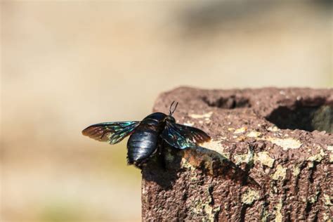 All About Wood Boring Bees Carpenter Bees In Al Vulcan Termite