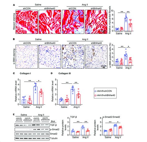 Knockdown Of Bhlhe By Raav Shbhlhe Injection Inhibits Ang