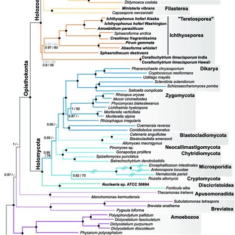 Phylogeny And Cell Biology Of Opisthokonts A Phylogenetic Tree Based