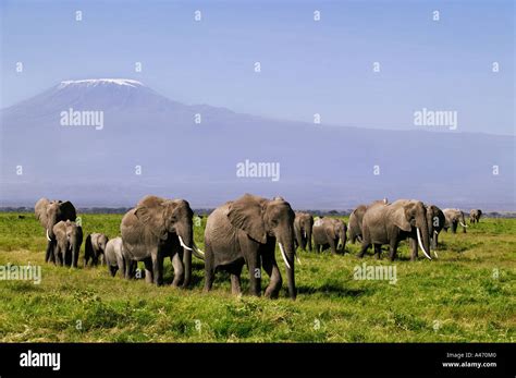 African Elephant Loxodonta Africana Herd With Kilimanjaro Mountain In