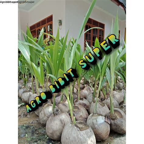 Jual Bibit Kelapa Genjah Entok Unggul Siap Tanam Shopee Indonesia