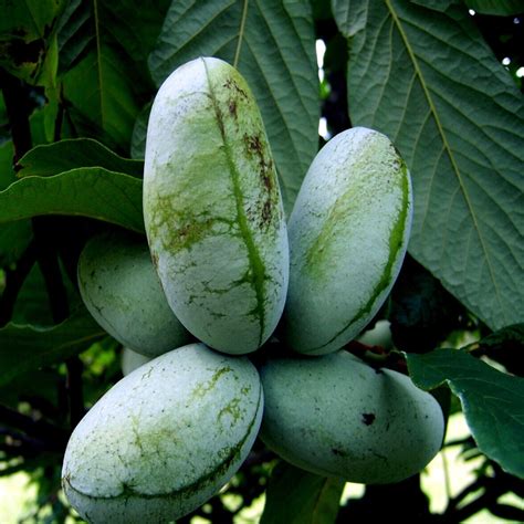 Stratified Paw Paw Fruit Tree Seeds Asimina Triloba Indian Banana