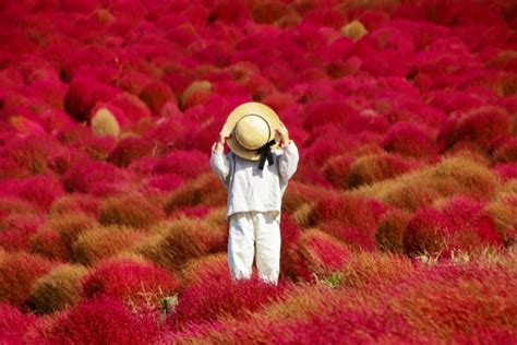 [Hidden Wonders of Japan] JR East to Offer Panoramic Views of Fall ...