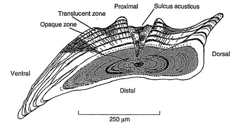 Figure A Transverse Thin Section Through A Sagittal Otolith From