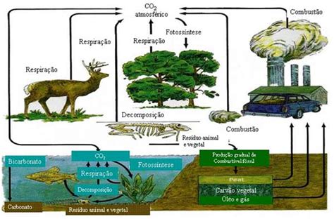 Ciclo Do Carbono Revise Ecologia E Arrase Em Biologia