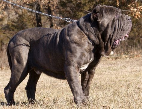 Neapolitan Mastiff Info Temperament Puppies Pictures