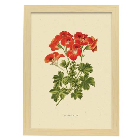 Affiche Nacnic De P Lagronium Inspir Par Florale Vintage Cadres