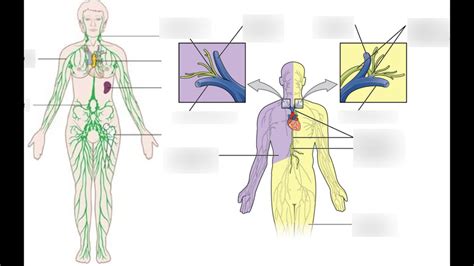 Hbs Lymphatic Immune System Diagram Quizlet