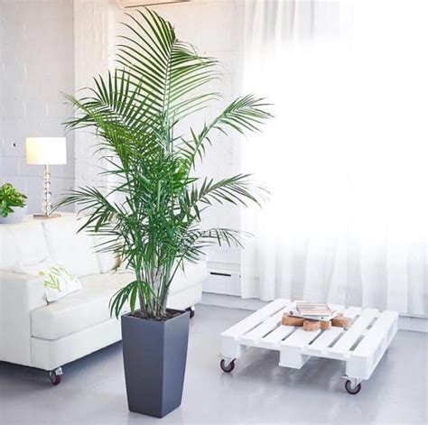 17 Types Of Indoor Palm Plants Best Palm Varieties