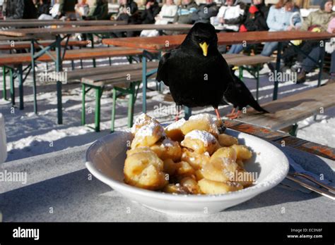 Black Bird Eating Cut Up And Sugared Pancake With Raisins Stock Photo