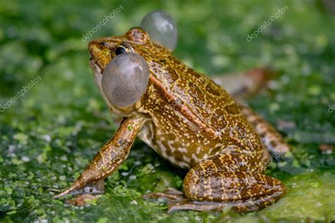 Frog In Water One Breeding Male Pool Frog Crying With Vocal Sacs On