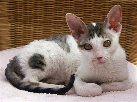 Katzenrasse Cornish Rex · Snautzde