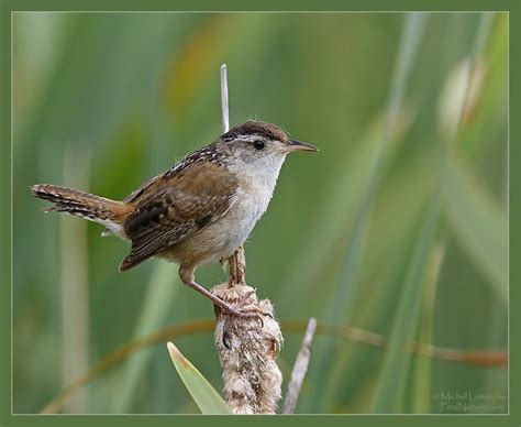 Findnature Photos Troglodyte Des Marais Marsh Wren